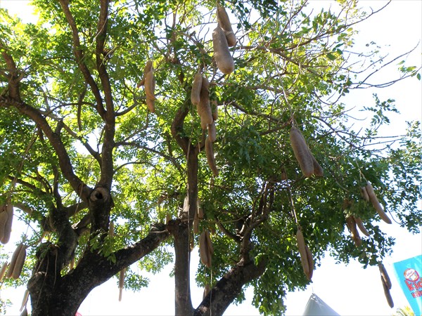 180-Сосисочное дерево